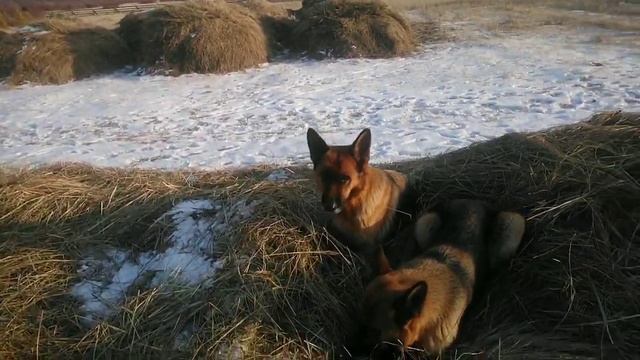 20 ноября 2023 г. Рассказываю про своих собак.