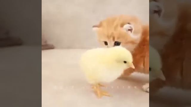 Самый сказочный и небывалый, самый волшебный в мире цветок смотреть онлайн