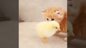 Самый сказочный и небывалый, самый волшебный в мире цветок