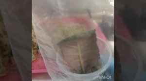 Мох-сфагнум в комнатном цветоводстве