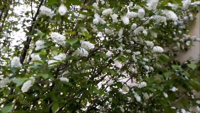 БЕЛЫЙ ЦВЕТ - ЧЕРЁМУХИ ЦВЕТ! смотреть онлайн