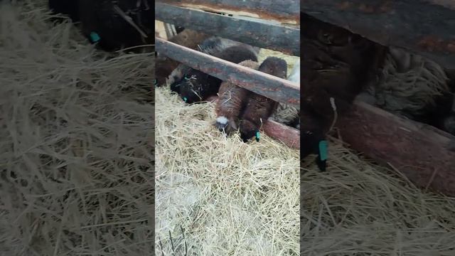 Овечка не кушает. Не встаёт, заболела. 🥺 смотреть онлайн