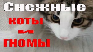 Наше утро СЕМЕЙНЫЙ ВЛОГ Снежный кот на машине и  гномики из духовки ПОКУПКИ