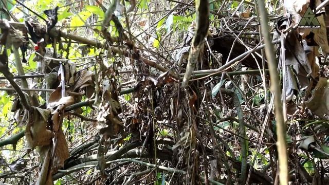 AKHIRNYA PERCAYA! SANG RAJA TURUN MENCARI MINUM HUTAN KEKERINGAN DAN GERSANG смотреть онлайн