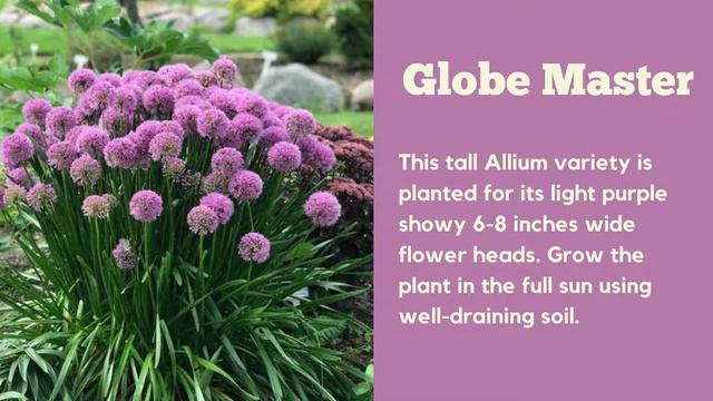 22 Different Types of Allium Varieties смотреть онлайн