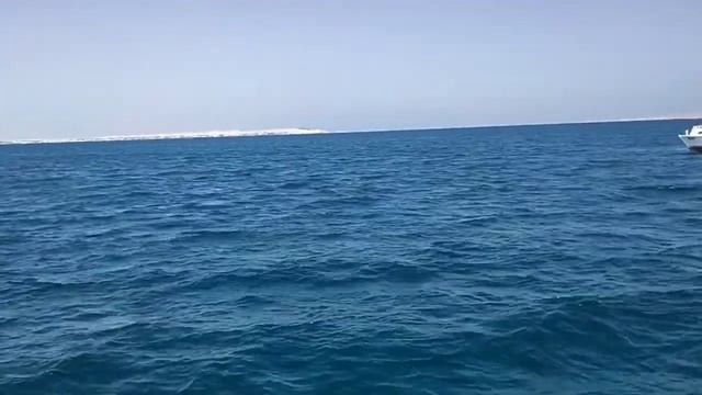 Дельфины в красном море????❤️❤️❤️❤️❤️❤️❤️❤️ смотреть онлайн