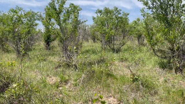 Зейнулла Какимжанов о восстановлении заброшенных виноградников в Каракемере смотреть онлайн