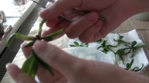 Высадка орхидей из фласки от А до Я!