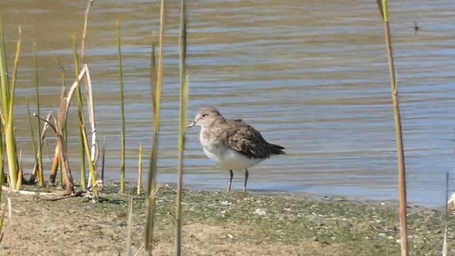 Temminck's Stint / Calidris temminckii / Teminko bėgikas / Белохвостый песочник смотреть онлайн