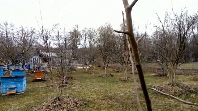 прививка груши .способы прививки, смотреть онлайн