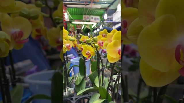 #Viral#Trending#Short ||Beautiful Yellow Lightning Moth Heart Pink Orchid Flower смотреть онлайн
