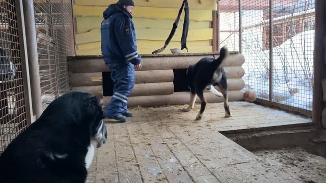 Мик(13 м)и Былина(4.5 м).Батыя дети,Чёрного Барона/Сатар Берег внуки,БУЛЬДОЗЕРА правнуки+7915778778 смотреть онлайн
