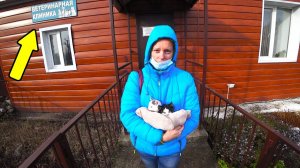 Чем болеют котята. Закончил отделку санузла. [Жизнь в деревне]