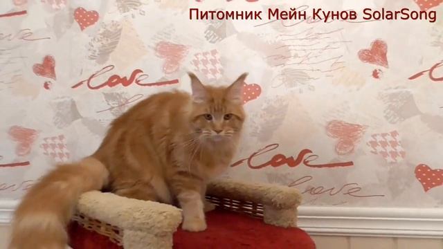 Мейн Кун Goliaf SolarSong, 6 месяцев смотреть онлайн