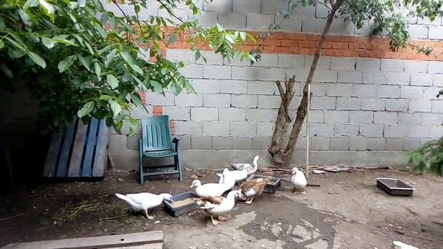 куры домашние уход в Германии.