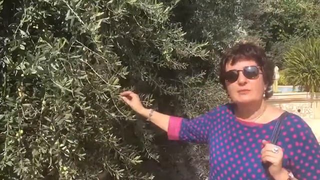 Во дворе храма мч.Фотинии над колодцем Иакова, Наблус смотреть онлайн