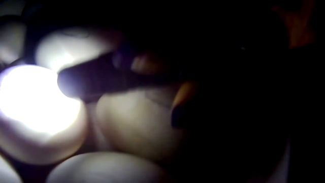 ОВОСКОПИРОВАНИЕ гусиных яиц на 5 ДЕНЬ ИНКУБАЦИИ смотреть онлайн