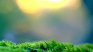 Медитация для Сна ? Визуализация Волшебный Лес ? Осознанный Сон ? Медитация с Музыкой