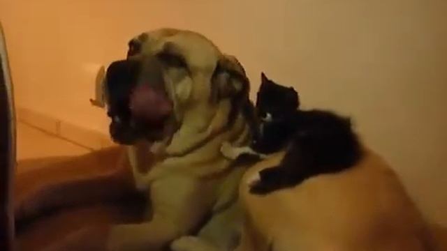 Котенок играет с большим псом