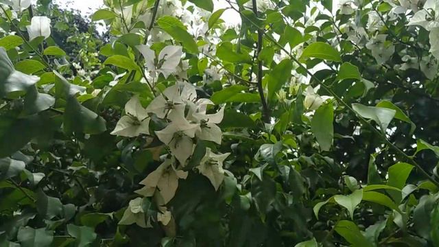 Primavera/(Bougainvillea × buttiana) Holttum & Standl. [Leitura na Descrição]#bougainvillea смотреть онлайн