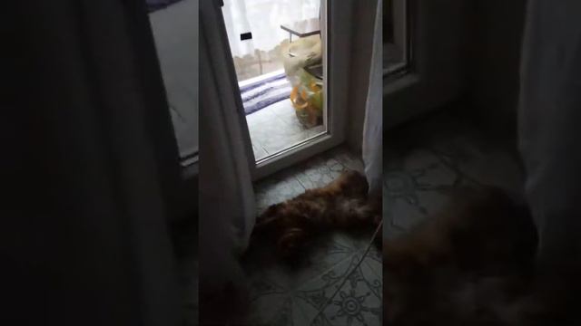 18 января 2020 г.(2) смотреть онлайн