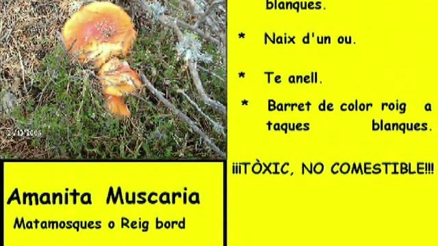 EQUIP B DE BOLET DOCUMENTAL DIDÀCTIC