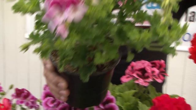 Clases de geranios смотреть онлайн