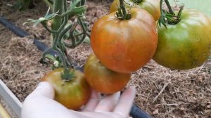 Суровая дыня немцев Поволжья, Румянец Эрокса, Терра Котта Торбена обзор сортов