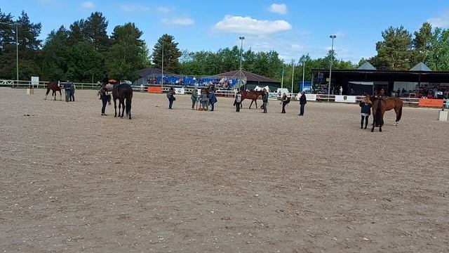 Иппосфера 2023. Второй день. КСК" Дерби". Породный ринг "Спортивные лошади России" смотреть онлайн