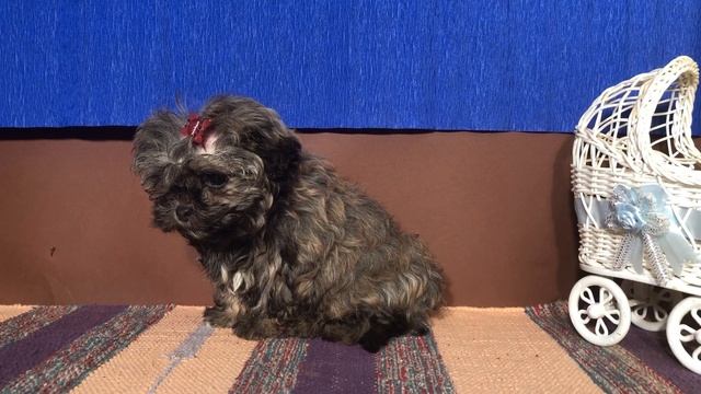 Маленькая девочка русская цветная болонка 3 месяца смотреть онлайн