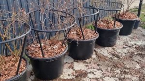 Голубика в горшках или в земле. Мешки и мульча для голубики.