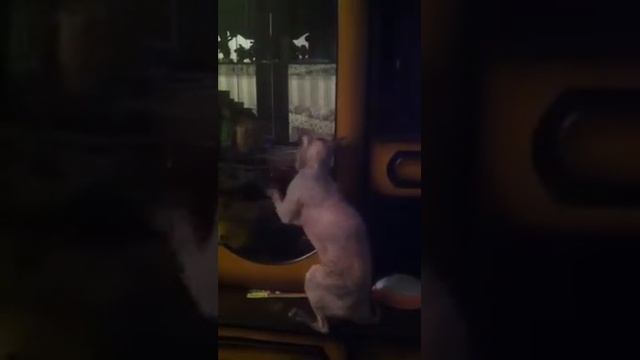 Марси протирает стекло смотреть онлайн