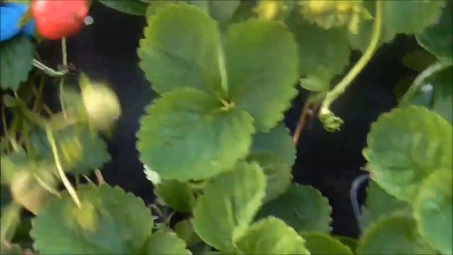 ГАРМОНИЯ - один из новых сортов клубники НСД, смотреть онлайн