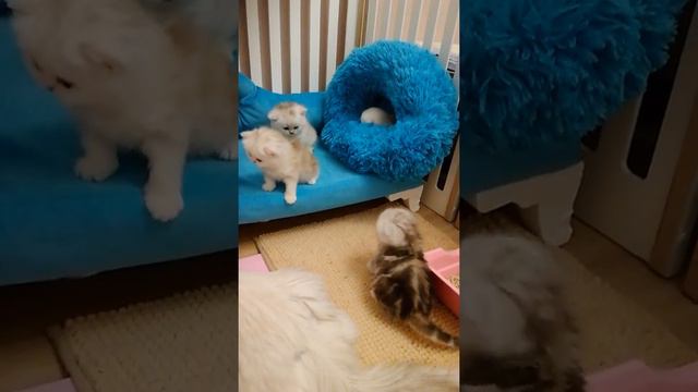 Маленькие пузатики, детский сад, ясельная группа смотреть онлайн