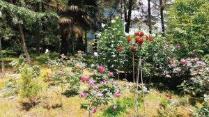 Санаторий имени М. В. Фрунзе / Сочи