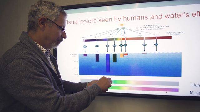 How do Bass See Color? смотреть онлайн