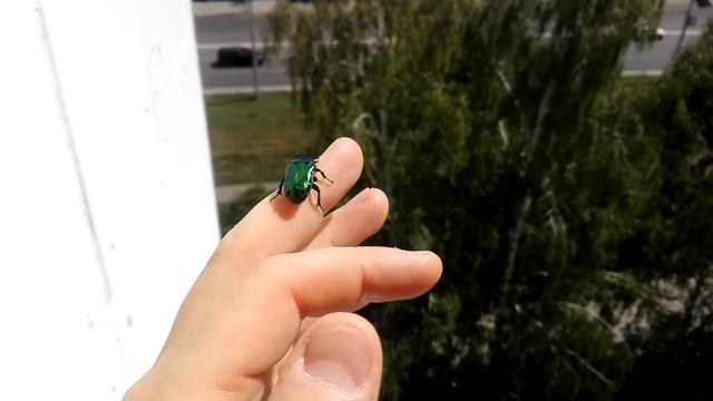 Cetonia aurata (Linnaeus, 1758). Золотистая бронзовка залетела в гости - отлёт. смотреть онлайн