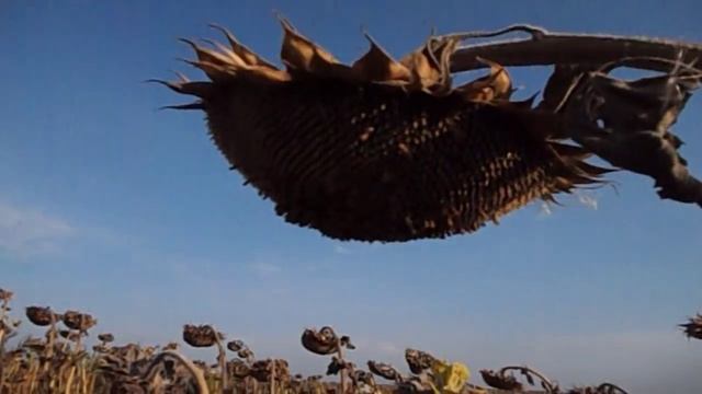 FloridaYalta сдаёт тест на вирус. Как вела дела в Ялте Флорида Ялта