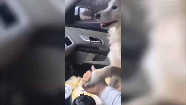 Я РЖАЛ ЦЕЛЫЙ ЧАС/ДО СЛЕЗ/СМЕШНЫЕ ЖИВОТНЫЕ/КОТЫ 2019/№_31 смотреть онлайн