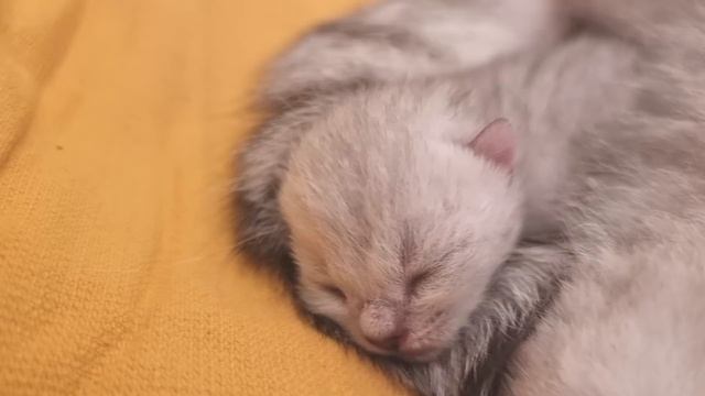 2 день после рождения / Милый котенок и мама кошка вместе ❤️ смотреть онлайн