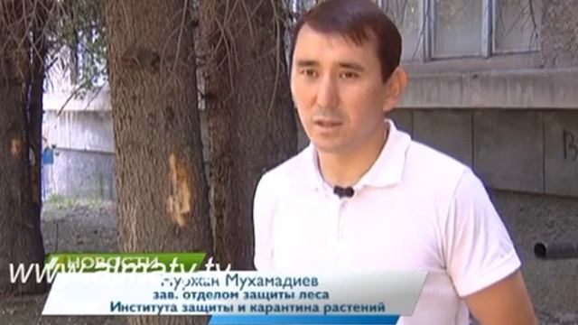 Хвойные породы деревьев под угрозой гибели смотреть онлайн