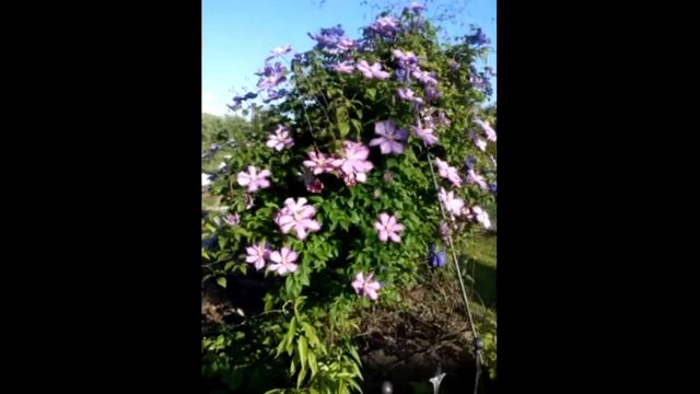 Хотя и не вальс цветов, но всё таки вальс смотреть онлайн