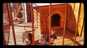 вольер для немецкой овчарки легко?