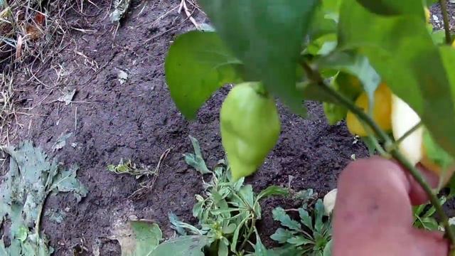 Fatalii White - Перец острый Фатали белый