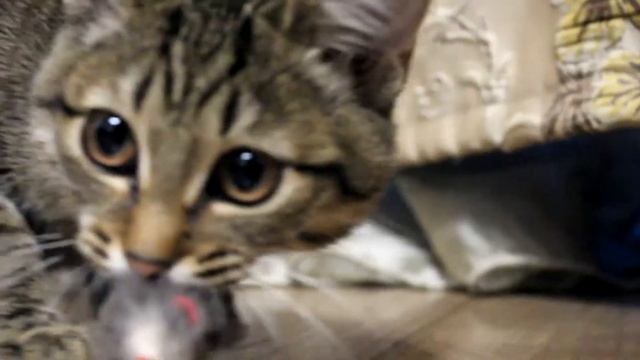 Как растёт кошечка с месяца до года смотреть онлайн