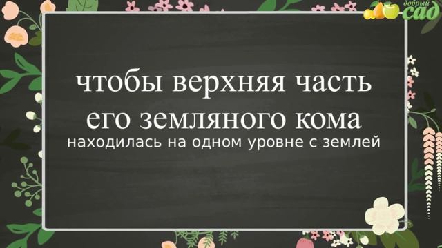 Посадка гибискуса - как правильно посадить гибискус смотреть онлайн