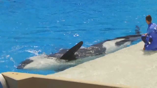 SeaWorld One Ocean Full Show (DVD Version)
