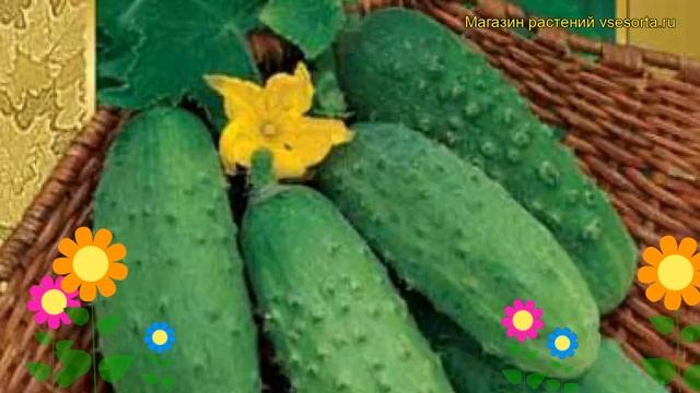 Огурец сортовой Единство. Краткий обзор, описание характеристик, где купить семена Edinstvo смотреть онлайн