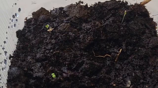 ОБЯЗАТЕЛЬНО СДЕЛАЙТЕ ЭТО С ПЕТУНИЕЙ СРАЗУ ПОСЛЕ ВСХОДОВ! смотреть онлайн