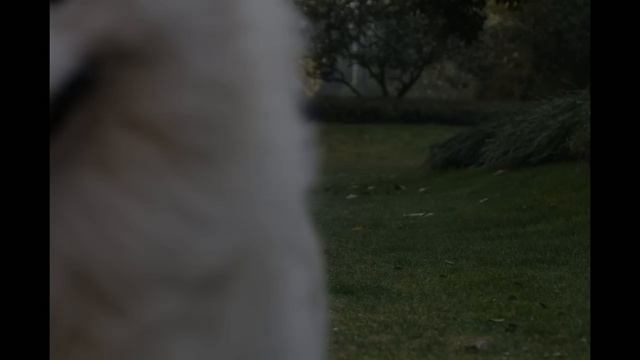 Сравнение автофокуса Sony A5000 и Sony A6000